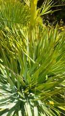 Aciphylla scott-thomsonii