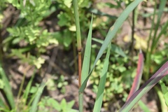 Bothriochloa longipaniculata
