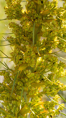 Aciphylla scott-thomsonii