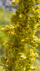 Aciphylla scott-thomsonii
