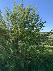 Crataegus fluviatilis
