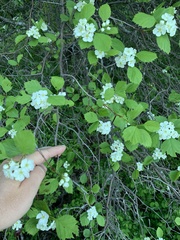 Crataegus acutifolia