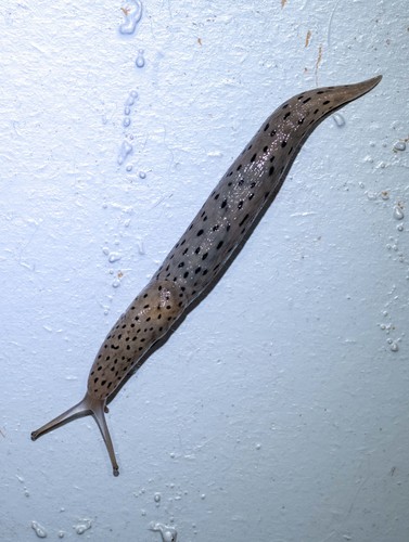 Conemenos' Slug