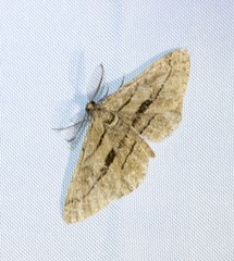 Peribatodes correptaria