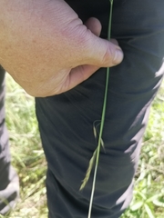 Helictotrichon desertorum