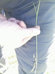 Helictotrichon desertorum