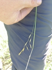 Helictotrichon desertorum