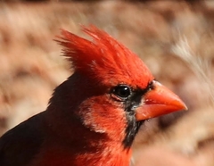 Cardinalis cardinalis superbus