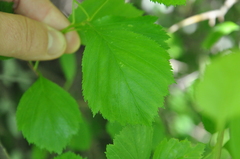 Crataegus scabrida