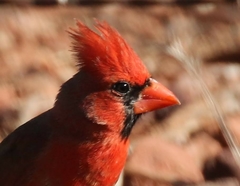 Cardinalis cardinalis superbus