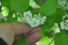 Crataegus scabrida