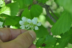 Crataegus scabrida