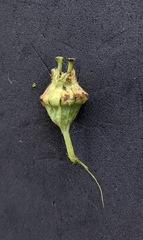 Tellima grandiflora
