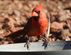 Cardinalis cardinalis superbus