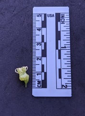 Tellima grandiflora