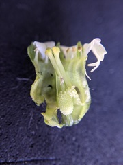 Tellima grandiflora