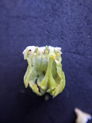 Tellima grandiflora