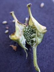Tellima grandiflora