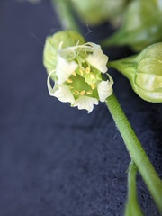 Tellima grandiflora