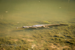 Crocodylus johnstoni