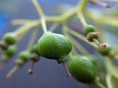 Cornus sericea