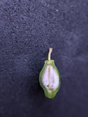 Cornus sericea