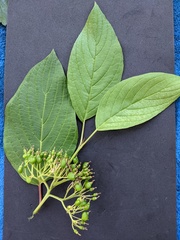 Cornus sericea