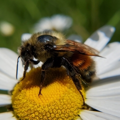 Bombus rufocinctus