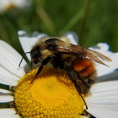 Bombus rufocinctus