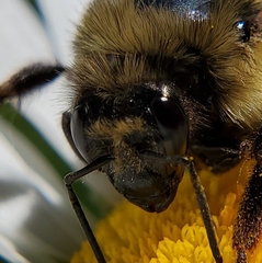 Bombus rufocinctus