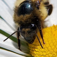 Bombus rufocinctus