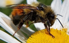 Bombus rufocinctus