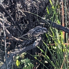 Mimus parvulus parvulus