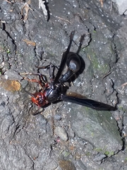 Brachymenes dyscherus