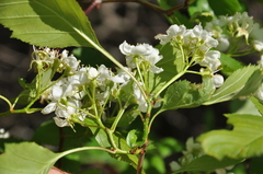 Crataegus scabrida