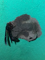 Brachymenes dyscherus