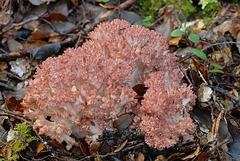 Ramaria purpureopallida