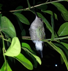Chalybura buffonii