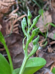 Platanthera hookeri