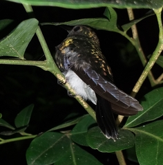 Chalybura buffonii