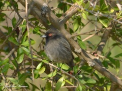 Knipolegus striaticeps