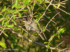 Knipolegus striaticeps