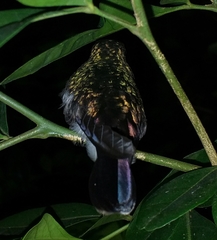Chalybura buffonii