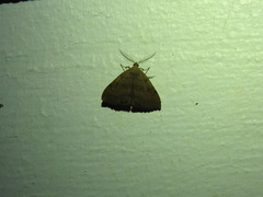 Phalaenostola metonalis