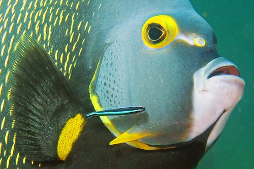 French Angelfish