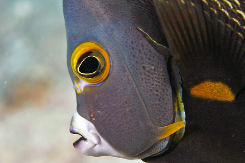 French Angelfish