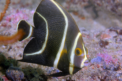 French Angelfish