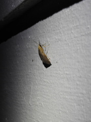 Phalaenostola metonalis