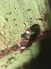 Aclytia