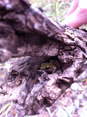 Eleutherodactylus marnockii